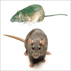 Rat Control Services