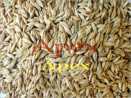 Barley Grains