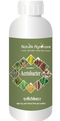 Acetobacter