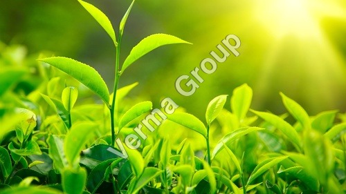 Green Tea Absolute Oil