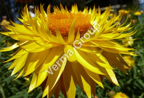 Helichrysum Absolute Oil