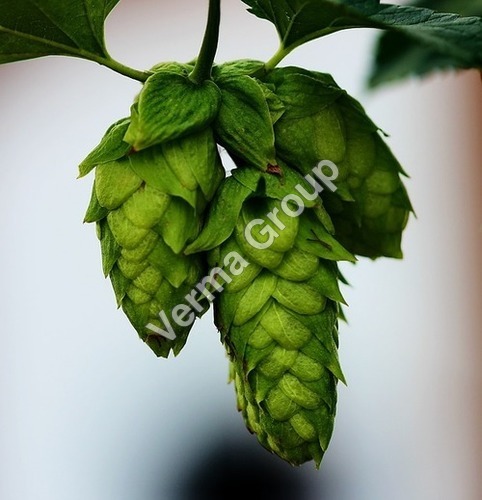 Hops Absolute Oil