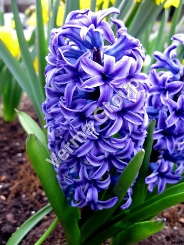 Hyacinth Absolute Oil