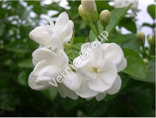 Jasmine Auriculatum Absolute Oil