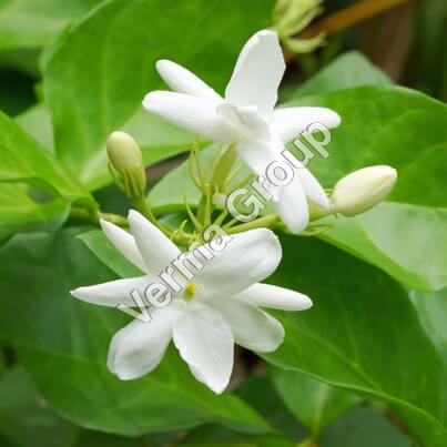 Jasmine Grandiflorum Absolute Oil