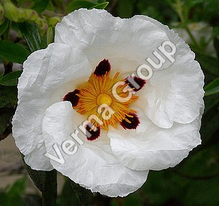 Labdanum Absolute Oil (Rock Rose)