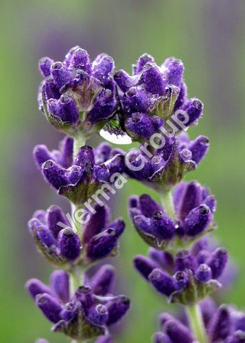 Lavender Absolute Oil