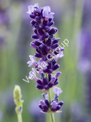 Lavender Green Absolute Oil