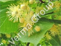 Linden Blossom Absolute Oil
