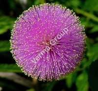 Mimosa Absolute Oil & Concrate