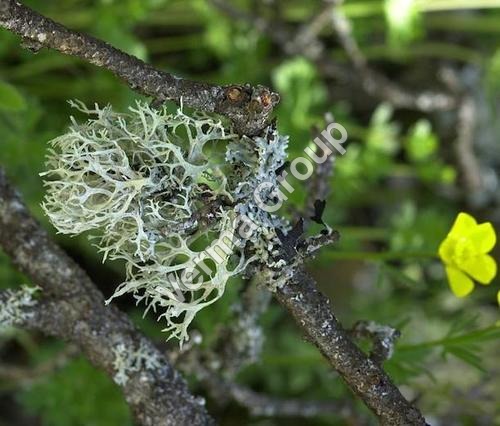Oakmoss Absolute Oil