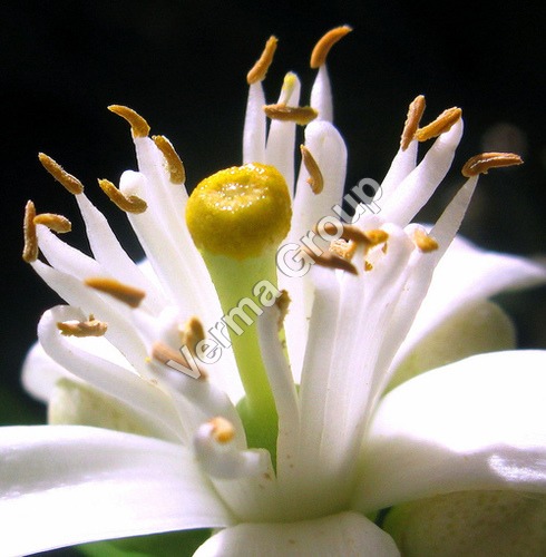 Orange Blossom Absolute Oil