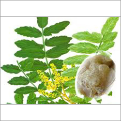 Boswellia Serrata Extract