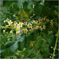 Boswellia Extract Dry Powder - Micron Particle Size