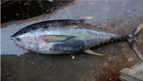 Tiger TT Croaker Fish