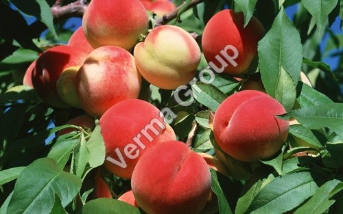Peach Tree Leaf Absolute Oil