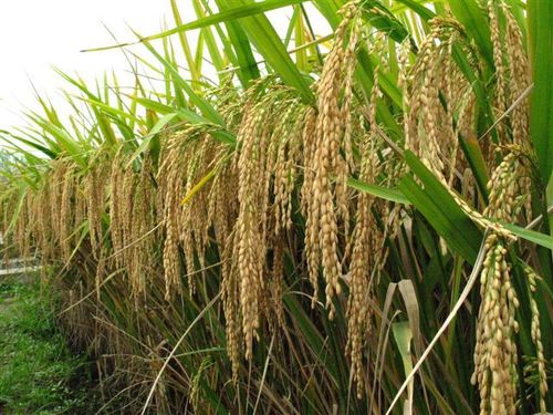 Paddy Seeds