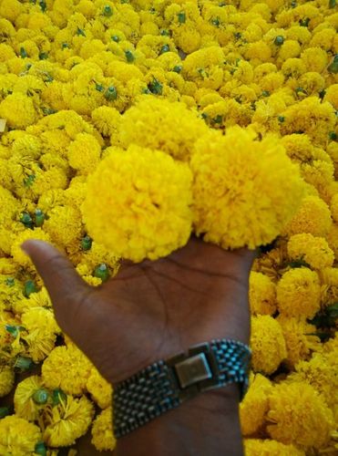 Marigold Seeds