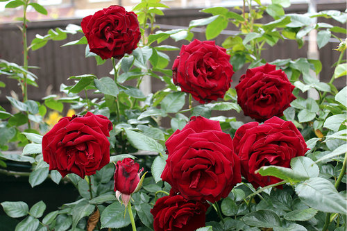 Rose Seeds