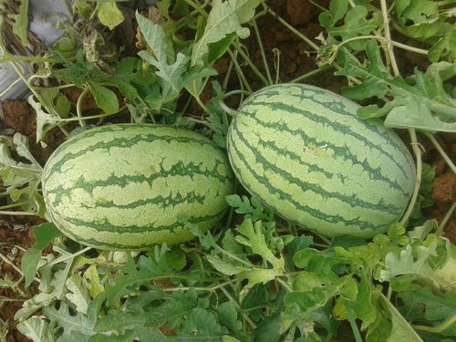 Watermelon Seeds