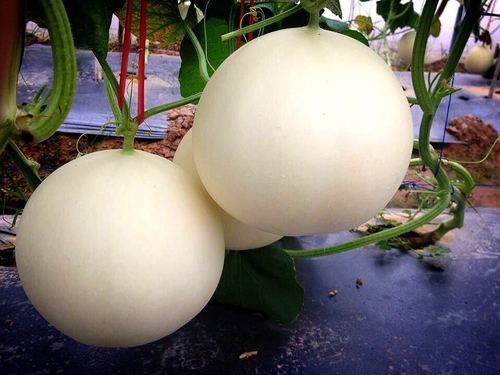 Muskmelon Seeds