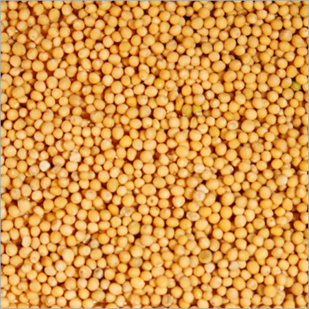 Yellow Mustard Seed