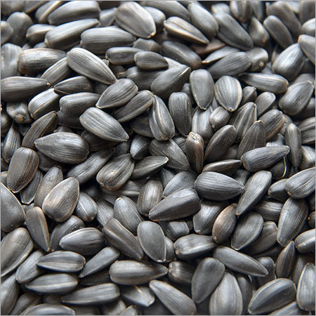 Sunflower Oil Seed