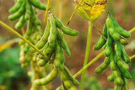 Soybean Oil Seeds