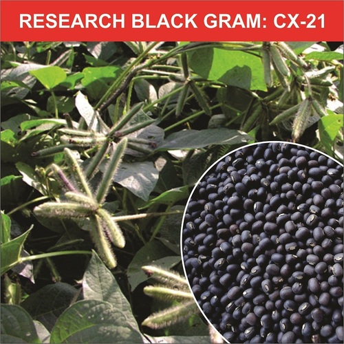 Urad Pulse Seeds