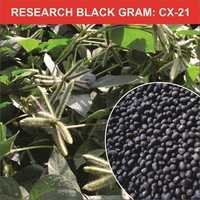 Urad Pulse Seeds