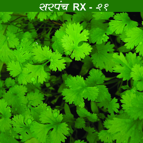Coriander Seeds