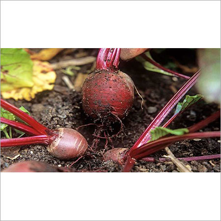 Beetroot Seeds