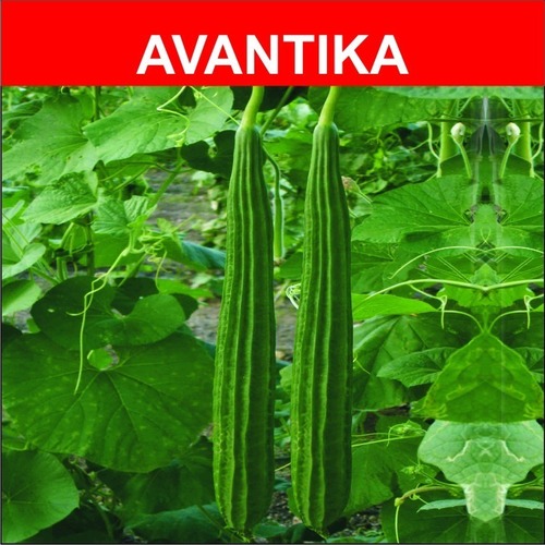 Ridge Gourd Seeds