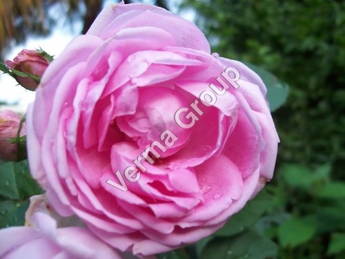 Rose Damask Absolute Oil - Rosa damascena Mill, Pale Yellow, Solvent Extracted | Aromatic, Soothing, Harmonizing, Therapeutic, Natural