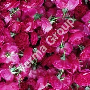 Rose Oil (Hydro Distilled) Absolute Oil