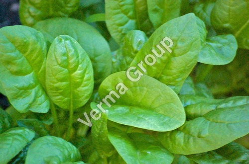 Spinach Leaf Absolute Oil