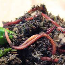 Vermicompost