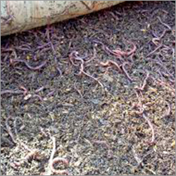Vermi Compost