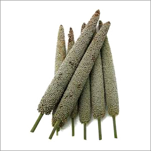 Pearl Millet
