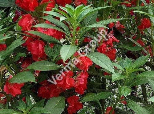 Tolu Balsam Absolute Extra Oil