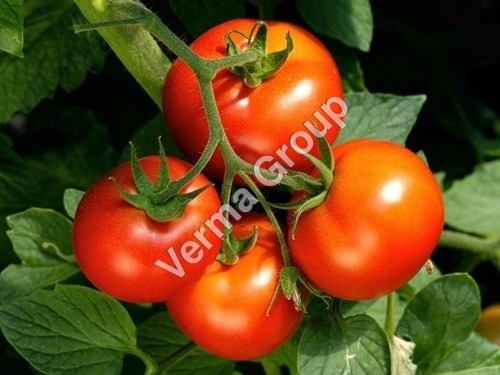 Tomato Leaf Absolute Oil