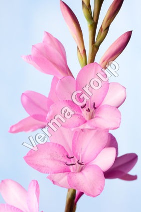 Tube Rose Absolute Oil