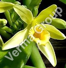 Vanilla Absolute Oil