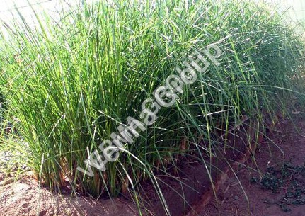 Vetiver Absolute Oil/ Ruhkhus (Green)