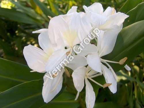 White Ginger Lilly Absolute Oil