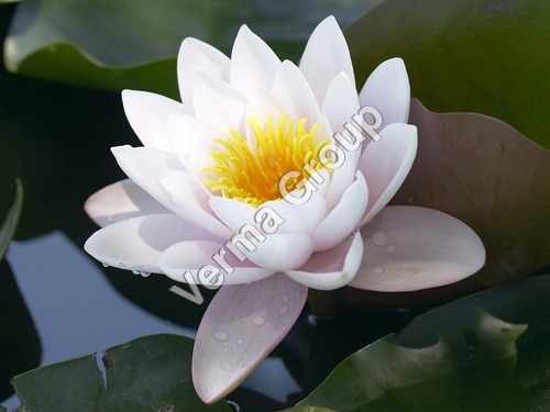 White Lotus Absolute Oil - Brown, Solvent Extraction, Specific Gravity .95 | Calming, Soothing, Floral Aroma, Meditation Aid, Spiritual Serenity