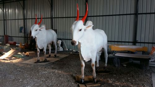 Cow Sculpture