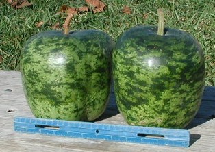 APPLE GOURD