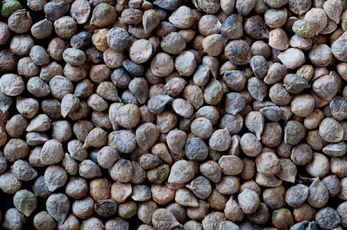 spinach seeds