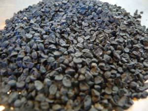 ONION SEEDS